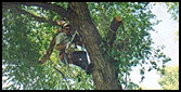 Man in Tree - Tree Removal Man in Tree - Tree Removal