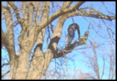 Worker Working in Tree - Tree Trimming